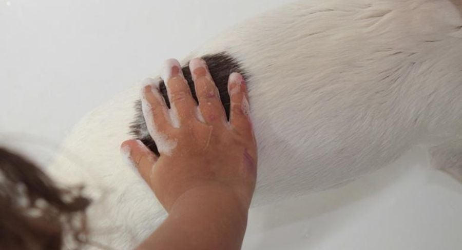 Bañando suavemente y regularmente a tu mascota limpia a tu mascota