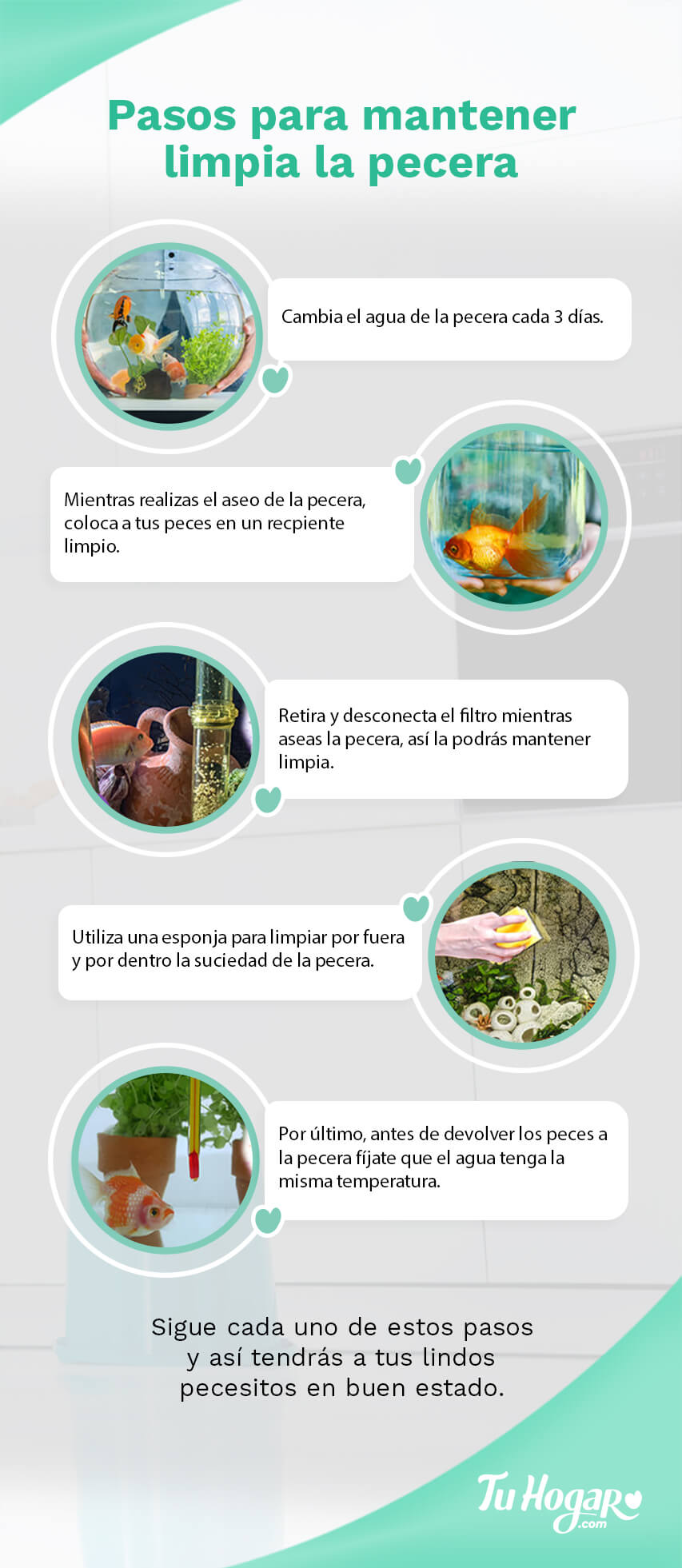 pasos para mantener limpia una pecera