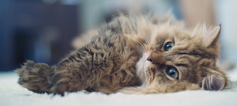 Gatito disfrutando de la comodidad del hogar