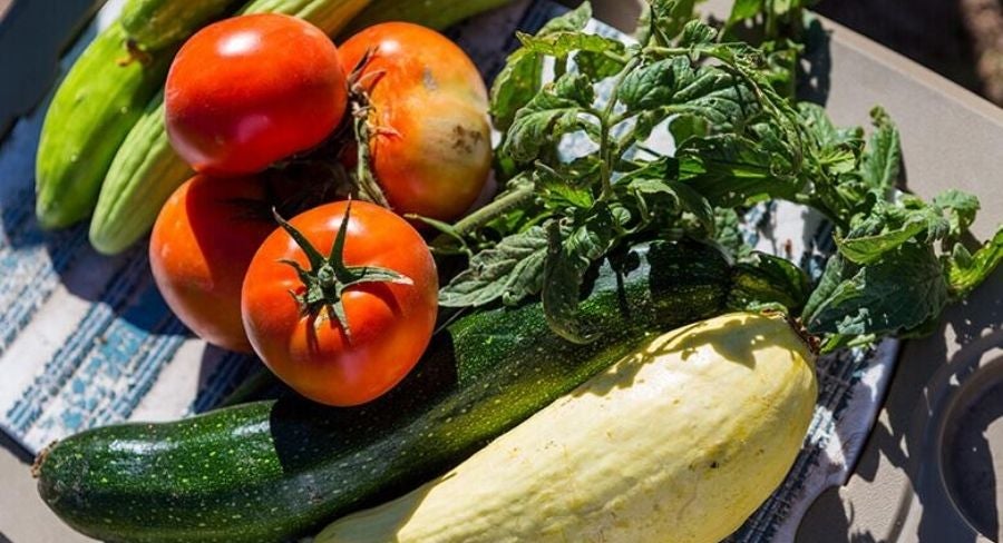 tomates, pepinos, menta, espinacas y albahaca