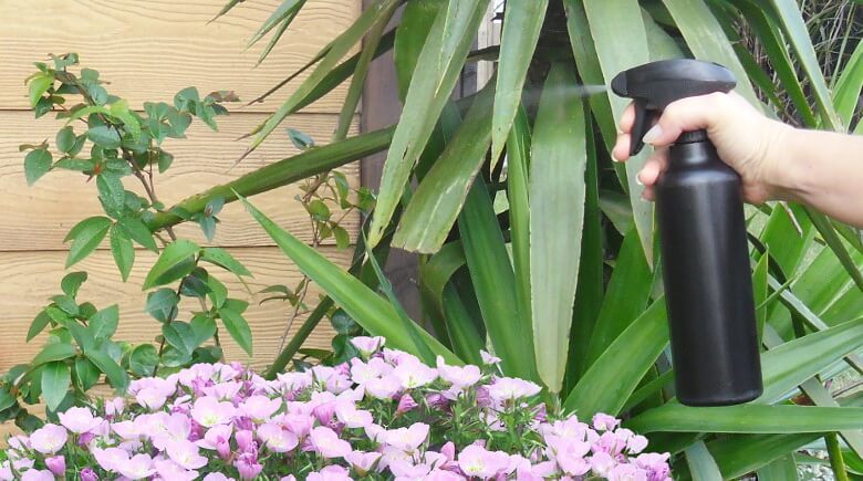 Insecticida casero: Aplica el insecticida casero en las plantas