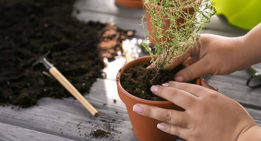 eleccion de los brotes en las macetas