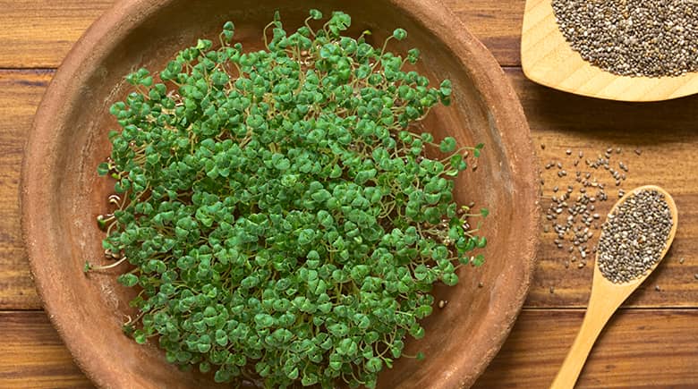 semillas junto a matera encima de la mesa