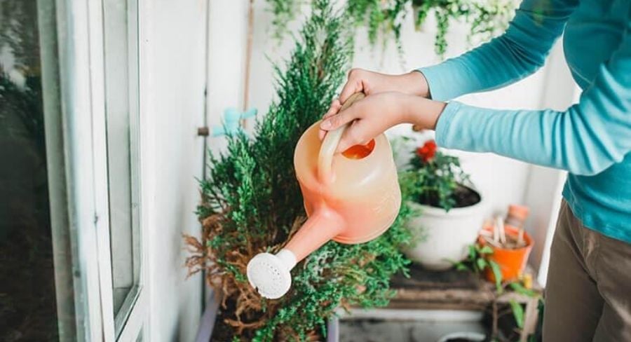 regar correctamente las hierbas